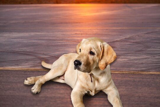 Cute Dog With Heat Stroke Symptoms Lying On The Ground.