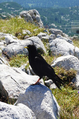 Alpine chough in the Austrian Alps