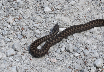 A black Eurasian viper in the Austrian Alps