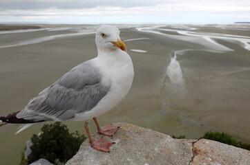 big seagull on the wall of the abbey at low tide and the muddy beach against the backdrop of the bay