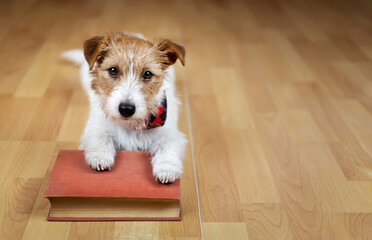 Cute puppy with an old book. Back to school or puppy training concept.