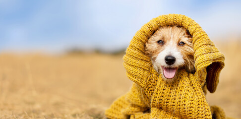 Banner of a cute happy smiling funny pet dog puppy as wearing warm pullover cloth. Cold autumn,...