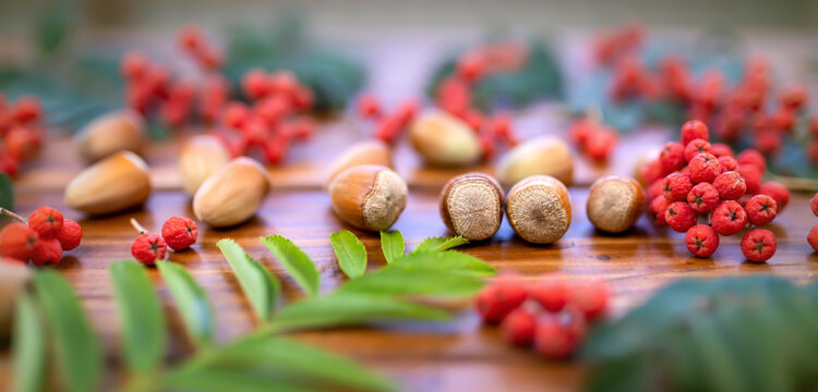 Hazelnuts, red autumn fall berries and leaves decoration. Web banner or background.