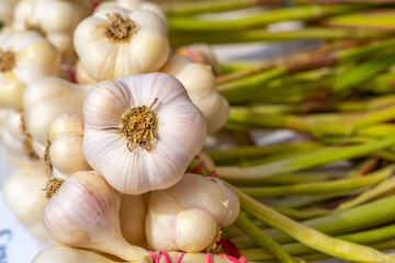 Young white garlic bulbs, close up garlic bulbs and cloves, daylight, texture background, natural medicine concept