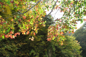 白神山地の紅葉（色づき始め）