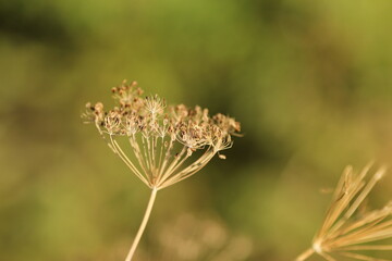 close up of ripe dill with seeds in the garden