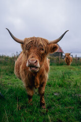 Highland Cows