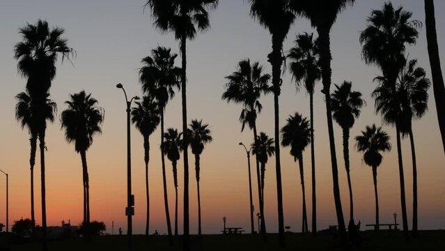 Orange and purple sky, silhouettes of palm trees on beach at sunset, California coast, USA. Beachfront park at sundown in San Diego, Mission beach vacations resort. People walking in evening twilight.