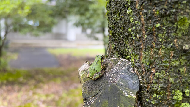 Small tree frog on the tree