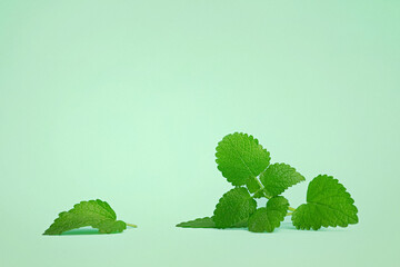 leaves of green melissa mint on a green background. - obrazy, fototapety, plakaty