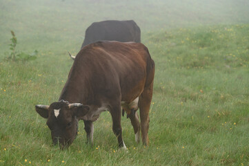 Dark-colored cows graze on the Carpathian meadows of Ukraine.