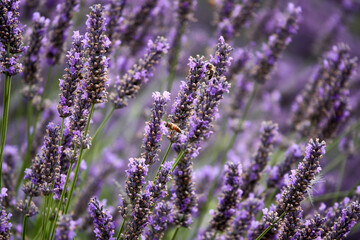 Lavender fields in Kent, UK, August