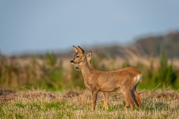 wild roe deer © gustav