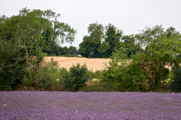 Lavender fields in Kent, UK, August