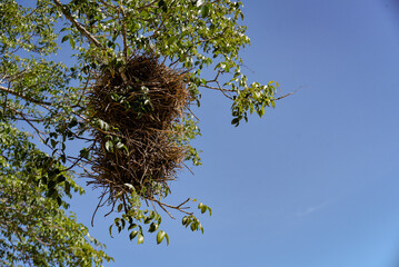 very big nest in tree
