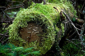 eye level view of rotting decomposing tree trunk laying on forest floor covered with green moss and mushrooms.
