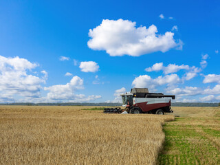Combine harvests grain. Agricultural harvester in field with wheat. Harvesting process. Agricultural landscape with combine harvester. Special agro equipment. Agricultural harvester under blue sky