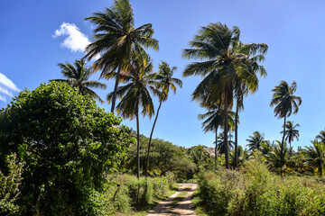 Fototapeta na wymiar coconut trees in the park, brazilian natural landscapes