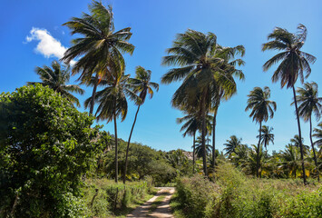 coconut trees on the field, Tree Day, brazilian natural landscapes