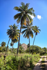 hill and coconut trees in brazilian summer, mountain to climb in northeastern Brazil, brazilian natural landscapes, natural landscapes, coconut grove, coconut grove with mountain in the background