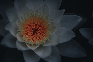 red dahlia flower