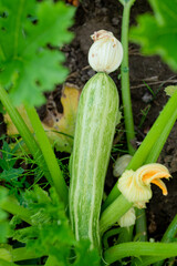 Small zucchini with a large flower. organically grown vegetables