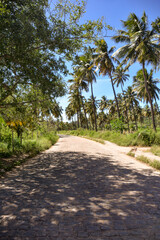 Fototapeta na wymiar road with coconut trees on the banks, Tree Day, brazilian natural landscapes, tourism in brazil, brazilian landscape