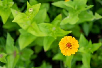 Bright yellow flower of zinnia elegans . common zinnia in the garden, close-up, top view.
