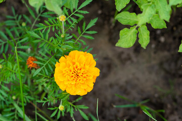 Close-up of yellow calendula flowers during their blooming on a blurred background, a close-up flower