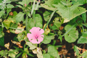 Lavatera Trimestris or wild Mallow, light pink blossoms, close up. Malva Sylvestris or Rose Hollyhock,