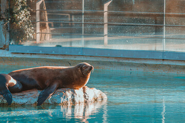 seal in the water