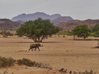 Desert Elephant walking in an ephemeral river bed Namibia