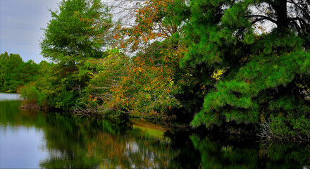 first color in trees for fall