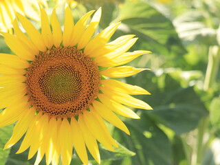 Sun　Flower