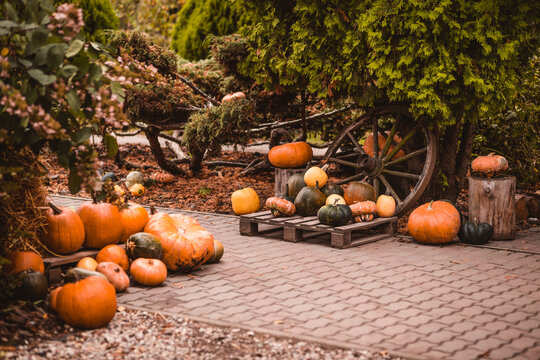 Dekoracja z owoc&oacute;w dyni na ścieżce