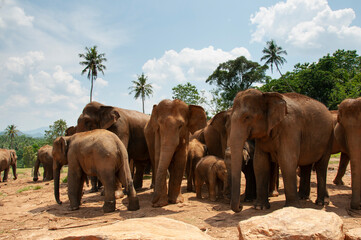 Fototapeta na wymiar 象の孤児院スリランカ