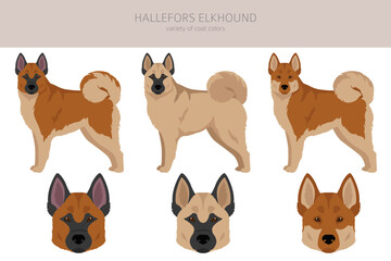 Fototapeta premium Hallefors elkhound clipart. Different poses, coat colors set.