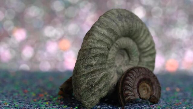 ammonite on the ground