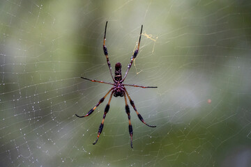 A Joro Spider, an invasive species from Asia and can be found in Georgia and South Carolina