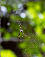 A Joro Spider, an invasive species from Asia and can be found in Georgia and South Carolina