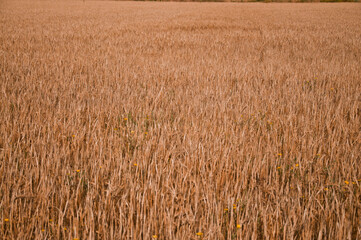 Campo di grano 