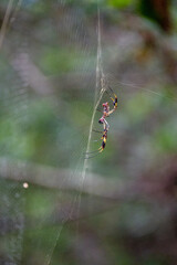 A Joro Spider, an invasive species from Asia and can be found in Georgia and South Carolina