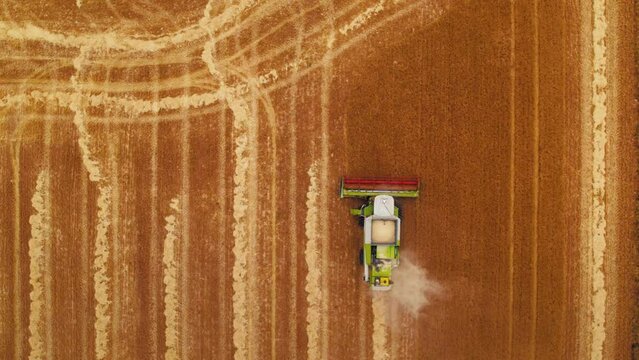 Aerial top down view from drone on agricultural wheat field. Harvester drive on field, picking up grain and packing wheat. Summer or fall harvesting. Industrial farm