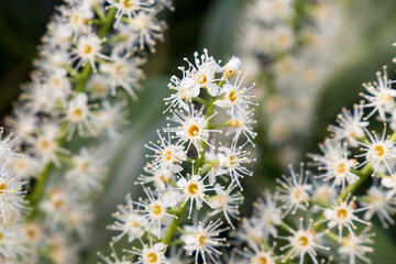 Fiori dolci