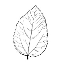 monstera leaf maple leaf transparent background