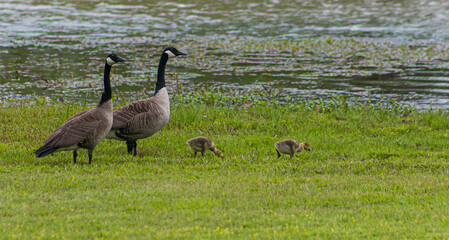 Family of Geese at a Pond 2