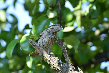 Eurasian wryneck bird sittin on the branch close up