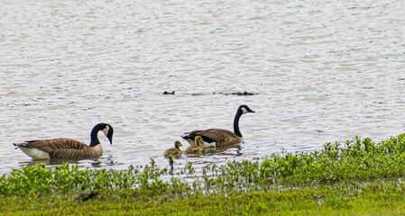 Family of Geese at a Pond 1