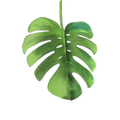 monstera leaf maple leaf transparent background.Generative AI design