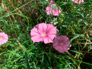 Close up pink flowers of wild bindweed flower. Dwarf morning glory, Pink convolvulus,